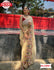 Beige Pure Georgette Sequins Saree With Embroidery